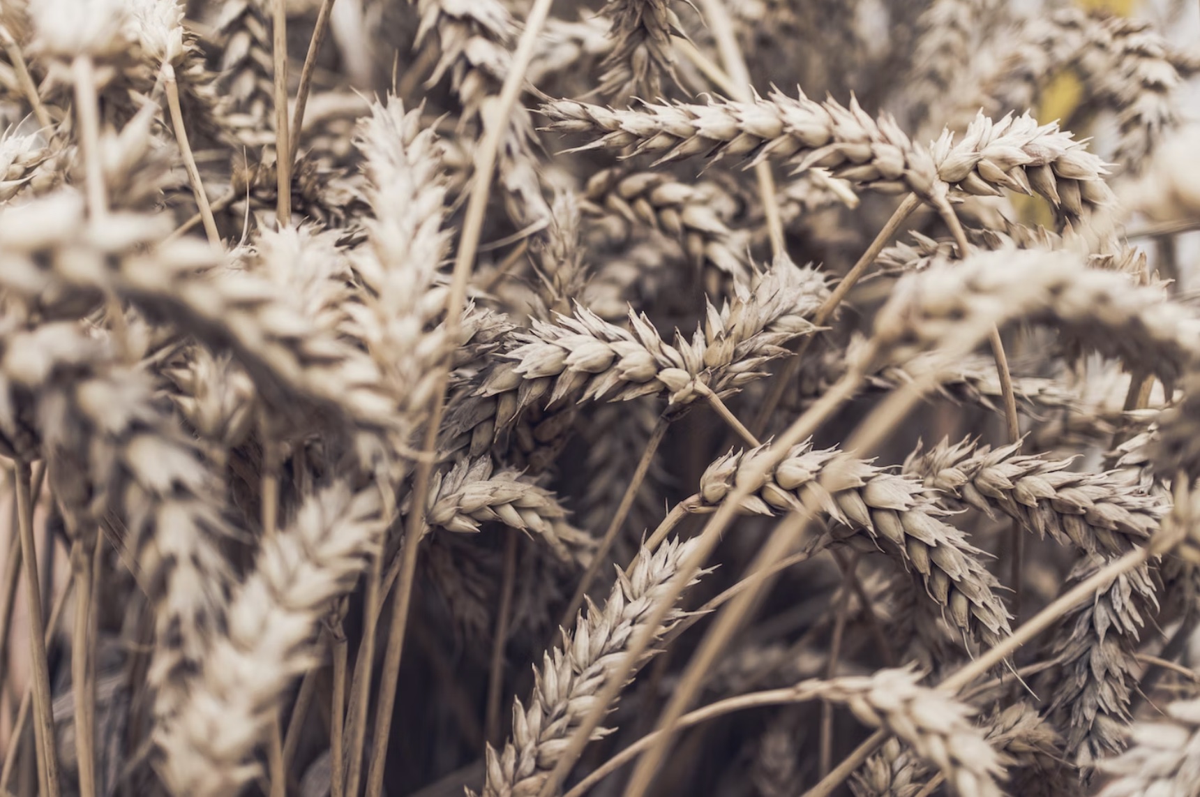 Сбер проведет цифровую трансформацию ведущего агрохолдинга Тульской области